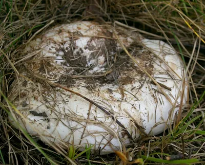 Lactarius controversus, Груздь осиновый (тополевый)