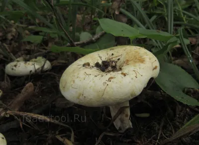 Lactarius (Lactifluus) glaucescens, Груздь (млечник) сизоватый