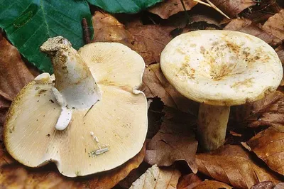 ТОП 10+ грибов, похожих на грузди белого цвета — рейтинги на VeV.ru