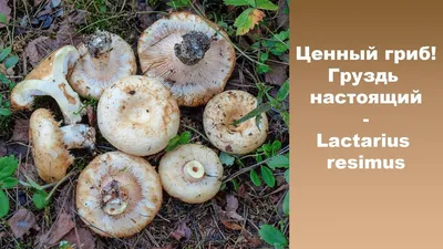 Ценный гриб! Груздь белый (настоящий) - Lactarius resimus | Грибы, Дикие  грибы