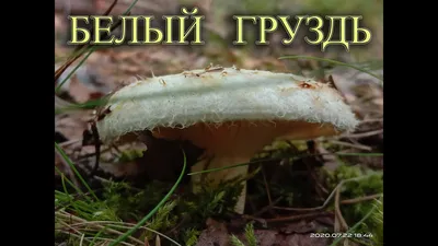 Белый груздь, первые грибы в этом году. Выход настоящего белого груздя уже  начался в июле 2020 - YouTube