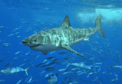 Почему ни в одном океанариуме мира нет больших белых акул? | Аква-Космос |  Дзен