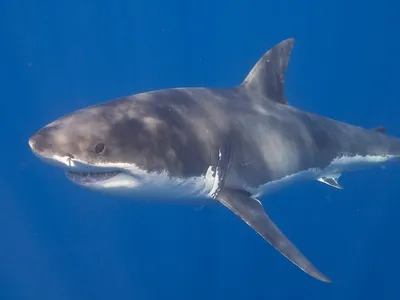 Эксперты: большая белая акула теперь часто охотится на косаток