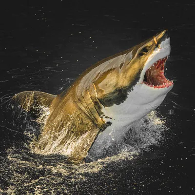 большие белые акулы в прибрежных водах американской калифорнии Стоковое  Фото - изображение насчитывающей пикирование, смотрит: 226525544
