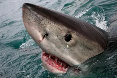 Почему больших белых акул не содержат в океанариумах - Рамблер/новости