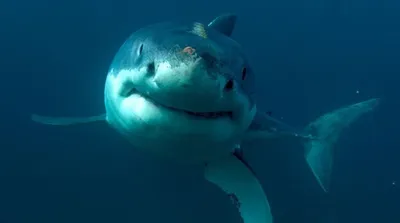 Голодают и умирают. Ученые рассказали, почему белым акулам ни за что не  удастся выжить в неволе. Новости :section-UKR.NET.