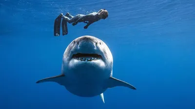 Расшифрован геном большой белой акулы — Naked Science