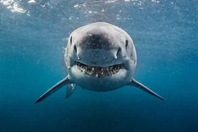 Почему большие белые акулы исчезают с побережья ЮАР?