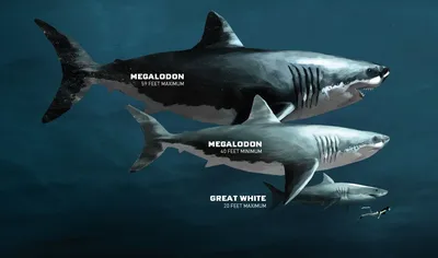 Нападение акулы иллюстрация штока. иллюстрации насчитывающей ð¼oñ€ñ ðº -  172508287