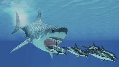Большие белые акулы исчезают с побережья Кейптауна - FoxTime
