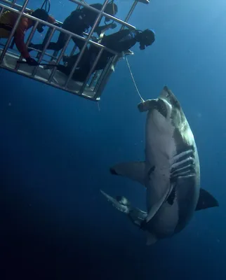 Не выдержали конкуренции. Ученые нашли причину исчезновения самых больших  акул на Земле