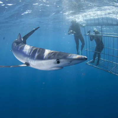 На камеру попала одна из самых больших белых акул в истории наблюдений  (фото, видео)