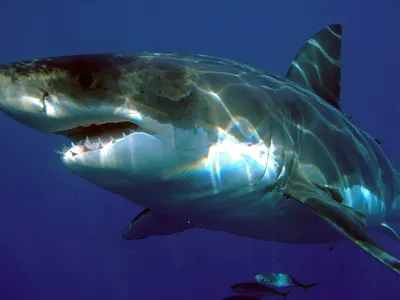 CAREER-MGIMO / PUBLIC BLOG / Как спит белая акула?