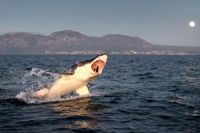 Белые акулы довели мегалодонов до вымирания — Naked Science