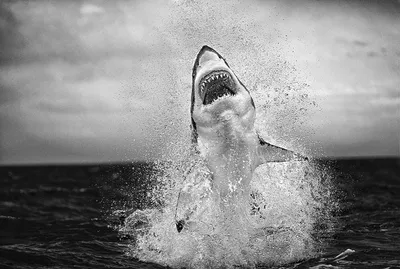 Большая белая акула больше не главный хищник: ее вытеснила другая акула