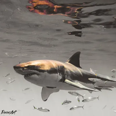 Видео - Гигантская белая акула \"Флоридский монстр\" ∞ Лагуна акул