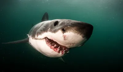 Блогер перехитрил большую белую акулу с помощью тунца и снял пугающие кадры  (фото)