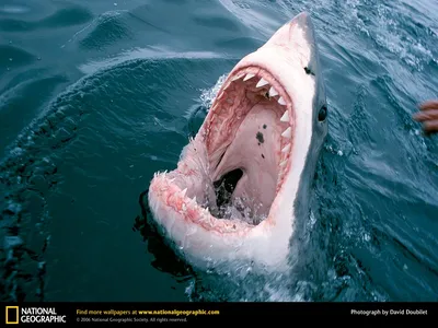 Большая белая акула – самый грозный хищник морей и океанов. Сайт про зверей  - ZveroSite.ru