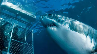 Почему белые акулы умирают в неволе | Комментарии Украина