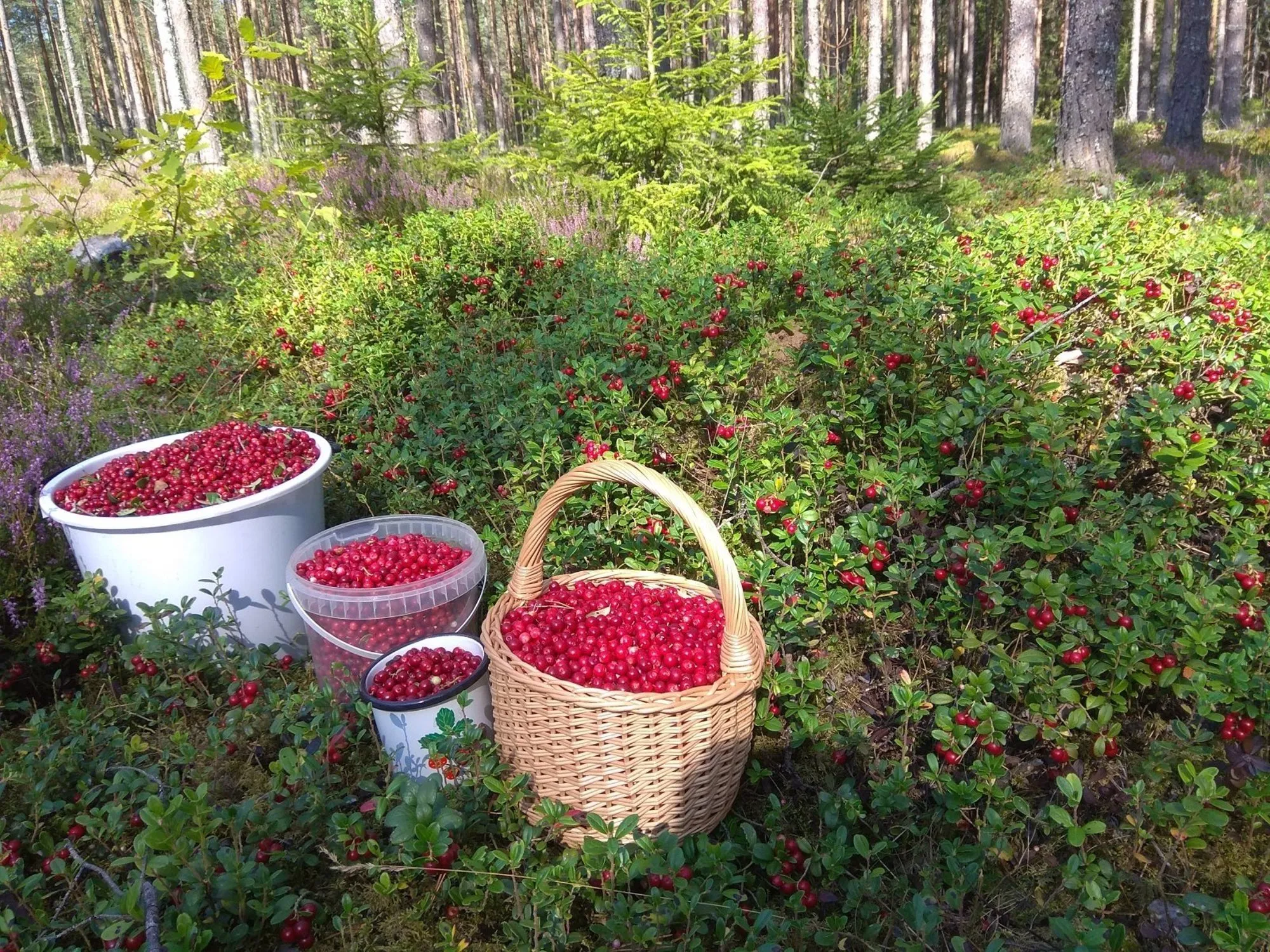 Собирать ягоды в лесу. Туесок с брусникой. Сбор брусники в Карелии. Брусника Туесок ягод. Брусника в корзине.