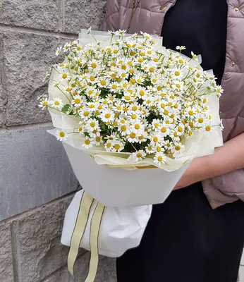 Букет летних ромашек 🌼🌼🌼 В наличии. Отличная цена. Бронируем. Принимаем  заказы на следующую неделю.… | Flowers bouquet gift, Chamomile flowers,  Planting flowers