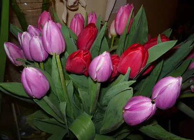 Букеты тюльпанов реальное - фото и картинки: 65 штук