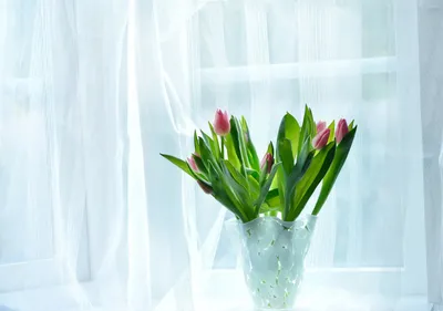 Букет тюльпанов стоящих в вазе у окна | Обои для телефона