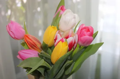 Букет тюльпанов дома (76 фото) »