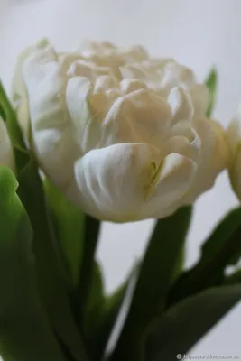 Тюльпаны. Букет пионовидных тюльпанов – купить на Ярмарке Мастеров –  IVOHTRU | Букеты, Щекино