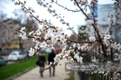 Весна в Крыму | РИА Новости Медиабанк