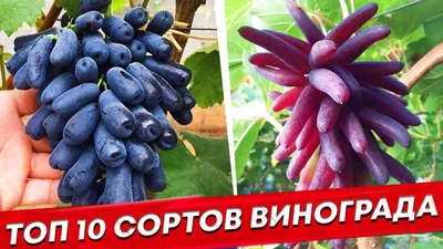 Оставил только эти 10 сортов винограда. - YouTube