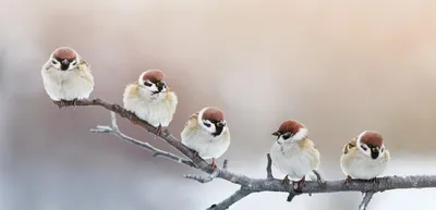 5 смешных маленьких воробьев птиц сидя на ветви в зиме G Стоковое  Изображение - изображение насчитывающей парк, красно: 105685345