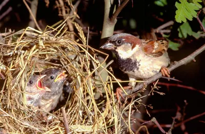 Жители Коми сообщают о массовой гибели птиц | Комиинформ
