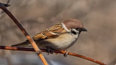 Как нарисовать воробья поэтапно карандашом