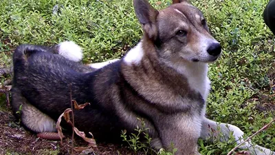 Порода собак. Восточно сибирская лайка.Редчайшая порода собак - YouTube