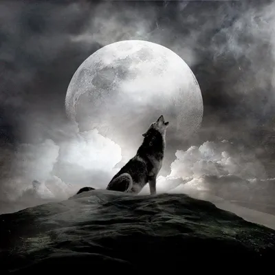 Воющего волка на луну фото