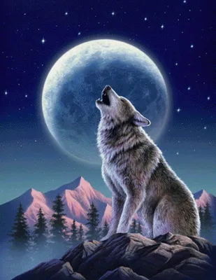 Волк воет на луну арт - 35 фото