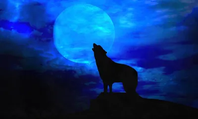 Воющий волк на луну - фото и картинки: 66 штук