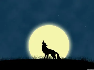 Картинка с силуэтом воющего волка на фоне полнолуния — Авы и картинки