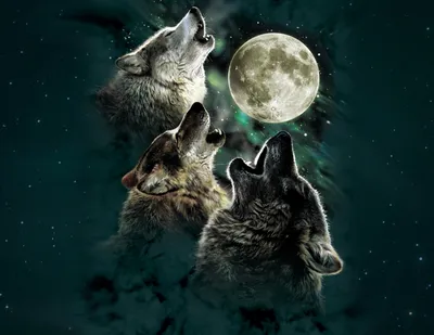 Фото Три волка подняв вверх головы, воют на полную луну