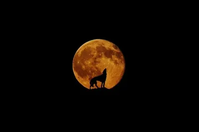 Почему волки воют на луну: легенды