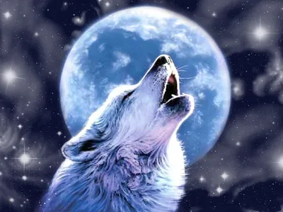 Рисунок волк воет на луну - 72 фото