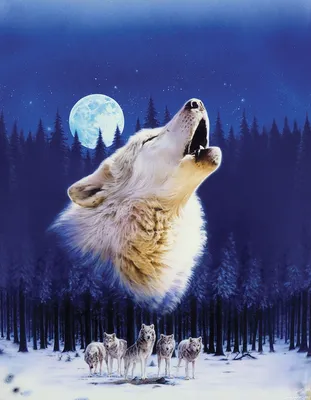 Белый воющий волк на фоне ночного леса — Авы и картинки