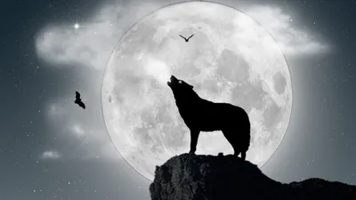 Волк на фоне Луны - 58 фото
