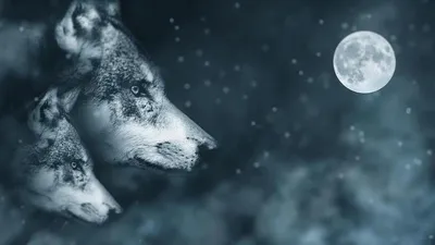 Почему волки воют на луну: легенды