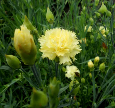 Гвоздика садовая Шабо Желтая ЦВ 0,1г ,семена, Поиск - купить в ОМА