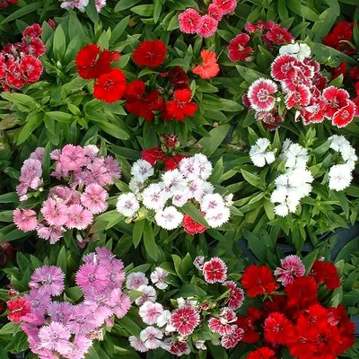 Цветок садовая гвоздика: фото, посадка и уход в открытом грунте, виды и  сорта для участка