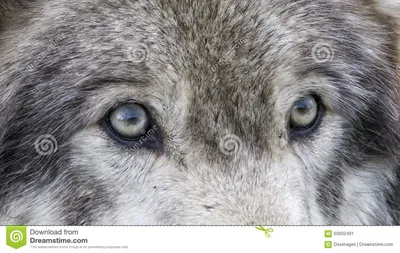 Глаза волка стоковое изображение. изображение насчитывающей ð³oð»oð²ðºð° -  60602491