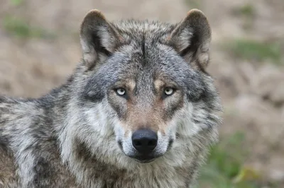 Картинки по запросу взгляд волка | Eurasischer wolf, Säugetiere, Wolf  gesicht