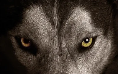 Глаз волка - 51 фото: смотреть онлайн